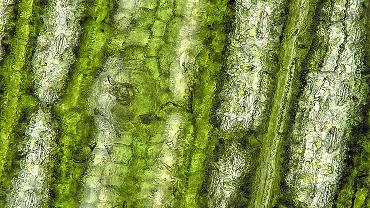 Scientists receive patent for method to genetically engineer bacteria
